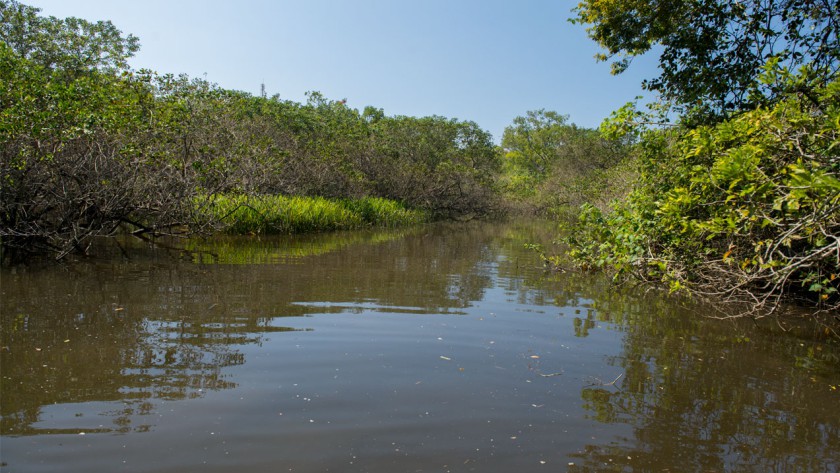 ICC participa de ações de preservação de manguezais e da fauna de São Sebastião