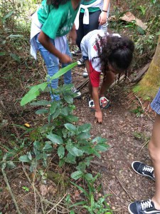 APA Baleia Sahy é oficina laboratório de recomposição florestal a céu aberto