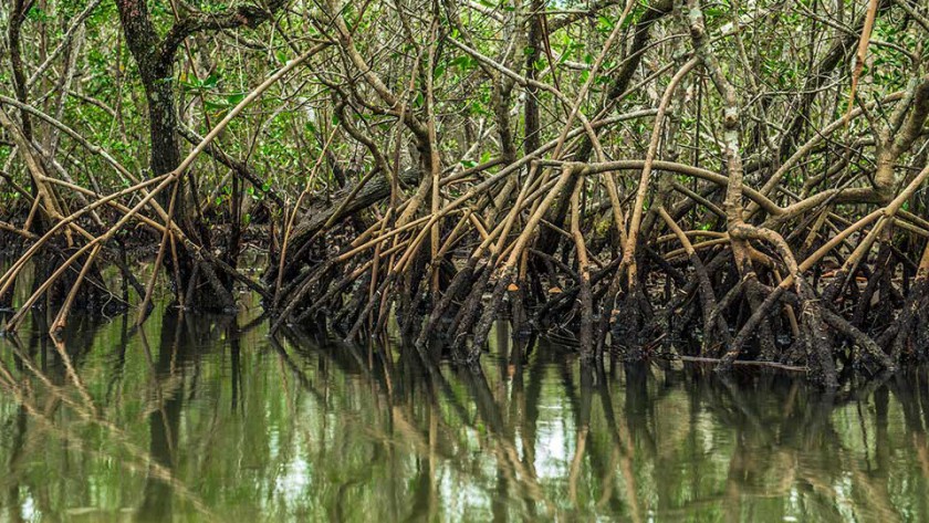 A polêmica ambiental sobre o fim da proteção de restingas e mangues - Manguezal Apa Baleia Sahy - Instituto Conservação Costeira