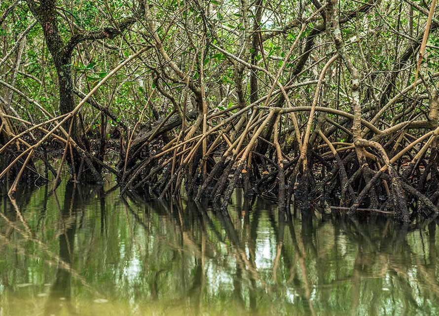 A polêmica ambiental sobre o fim da proteção de restingas e mangues - Manguezal Apa Baleia Sahy - Instituto Conservação Costeira