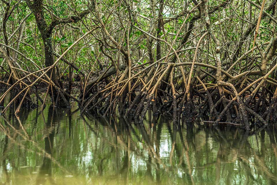 A polêmica ambiental sobre o fim da proteção de restingas e mangues - Manguezal Apa Baleia Sahy - Instituto Conservação Costeira