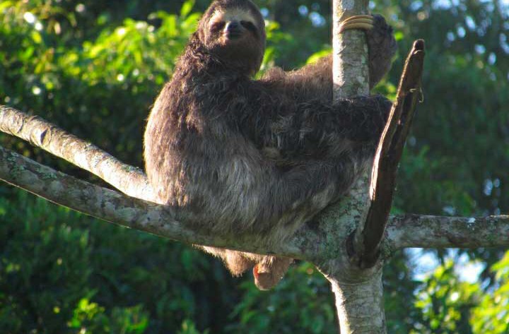 Bicho Preguiça - Fauna de São Sebastião