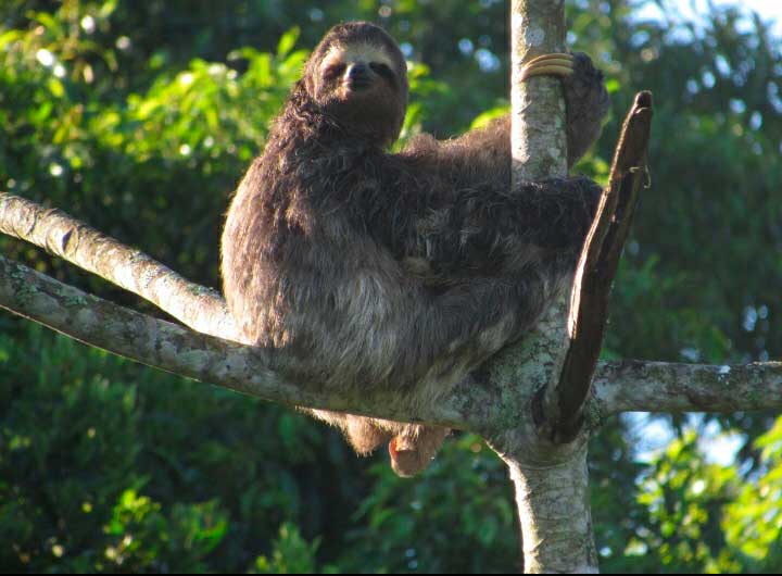 Bicho Preguiça - Fauna de São Sebastião