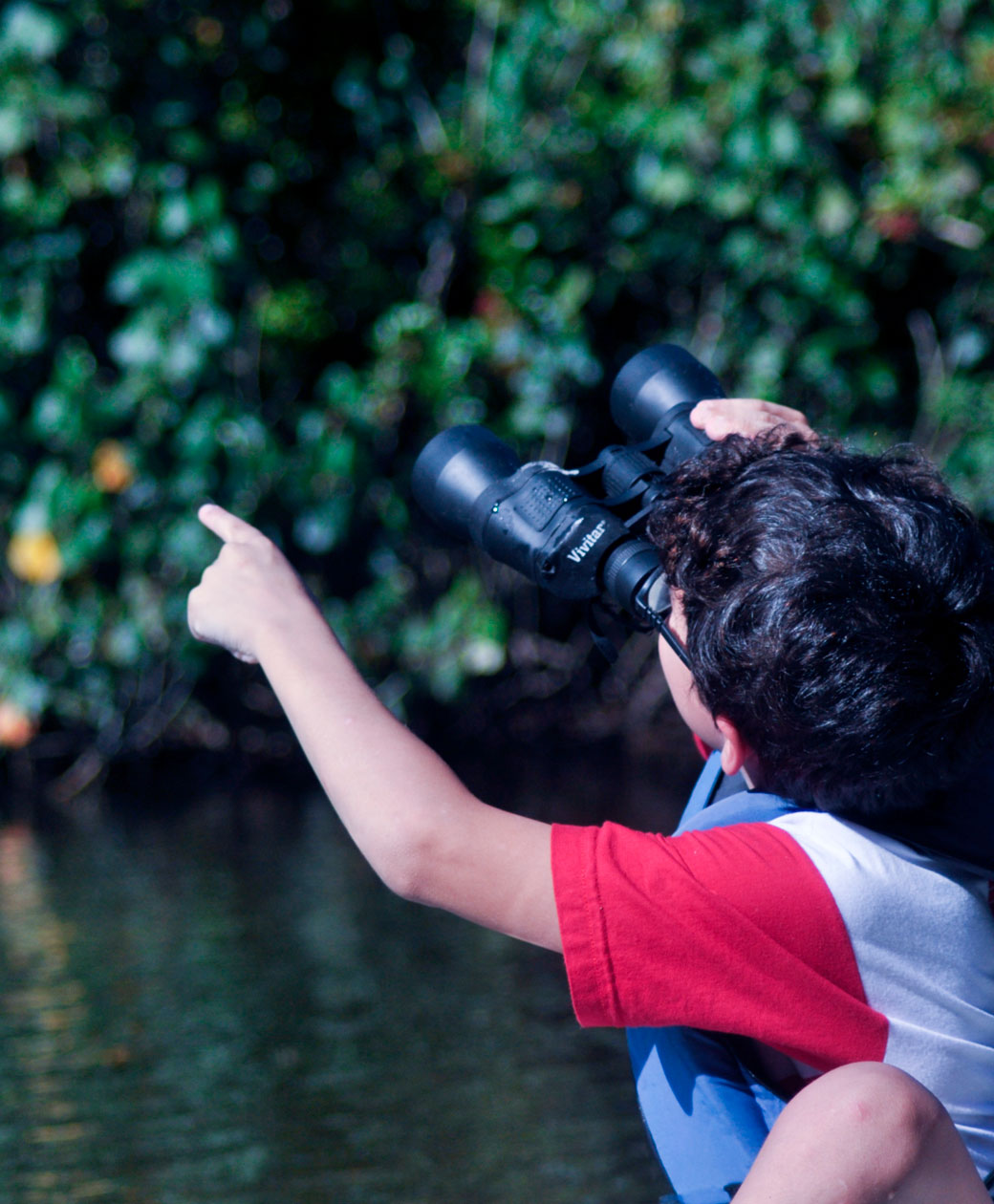 Birdwatching (observação de aves) na APA Baleia Sahy - Instituto Conservação Costeira - ICC